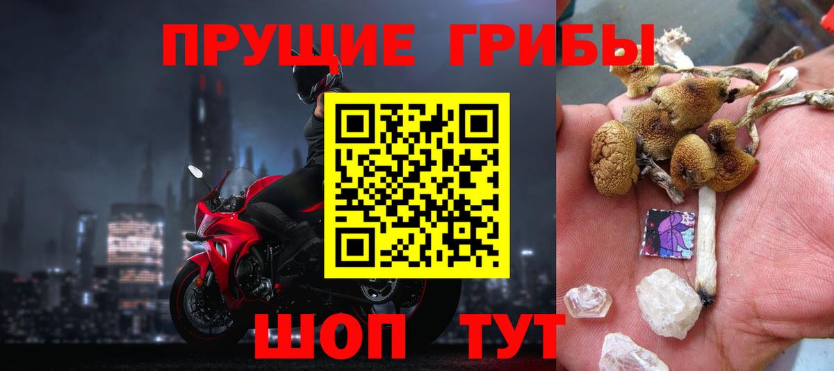 Псилоцибиновые грибы Psilocybine cubensis Барнаул